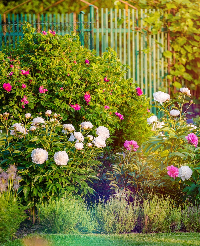 Flowering-Garden